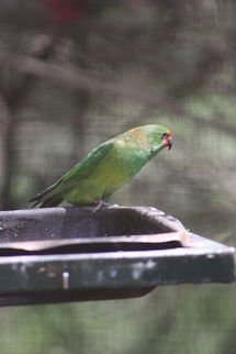 Little Lorikeet  Glossopsitta pusilla,Little Lorikeet