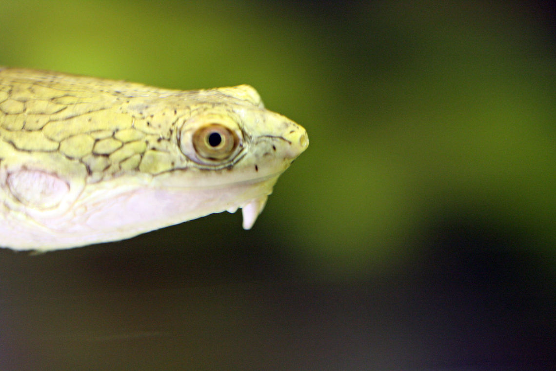 Northern Long-necked Turtle They are found in Northern Territory, Qld and W Australia. Their habiat is rivers and billabongs.  They have the uniqua ability to nest and lay eggs under water.  (Chelodina rugosa) Chelodina rugosa,Northern Australian Snakeneck Turtle