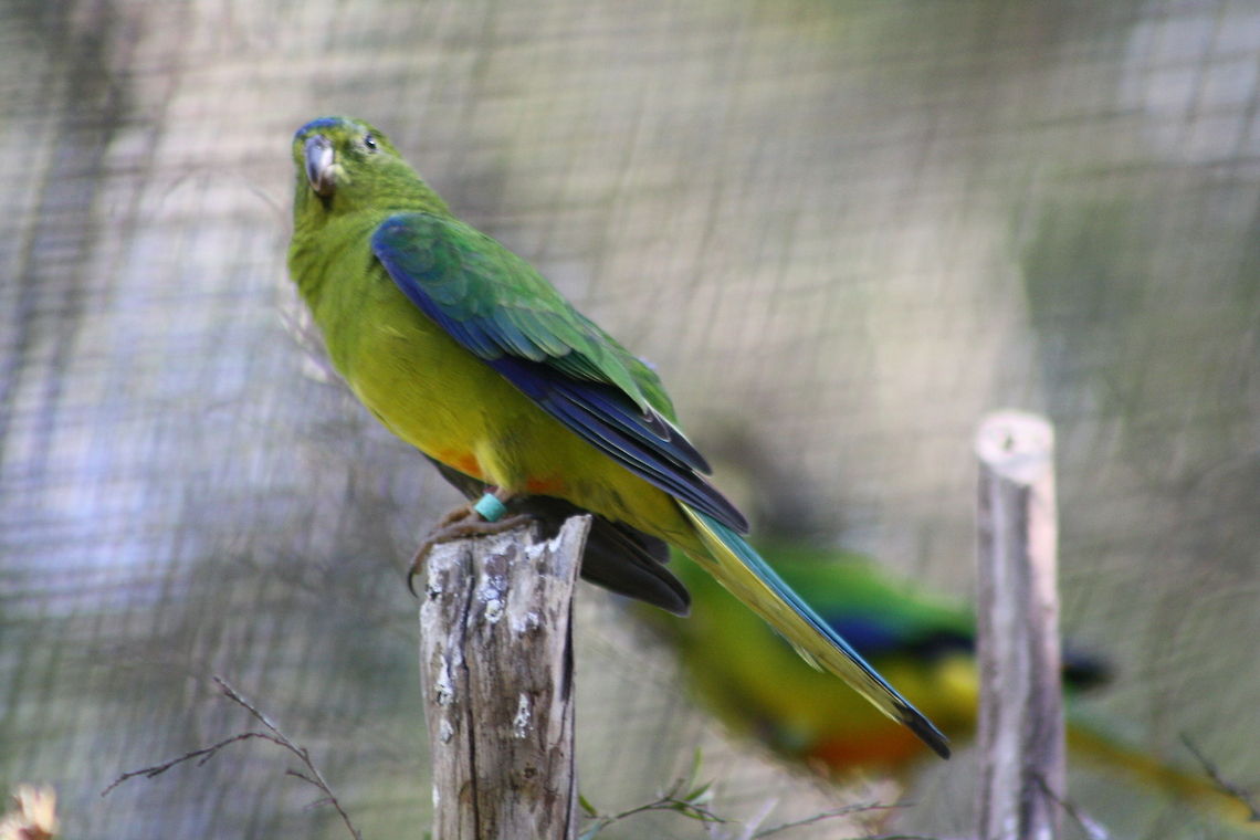 Orange-bellied Parrot  Neophema chrysogaster,Orange-bellied Parrot