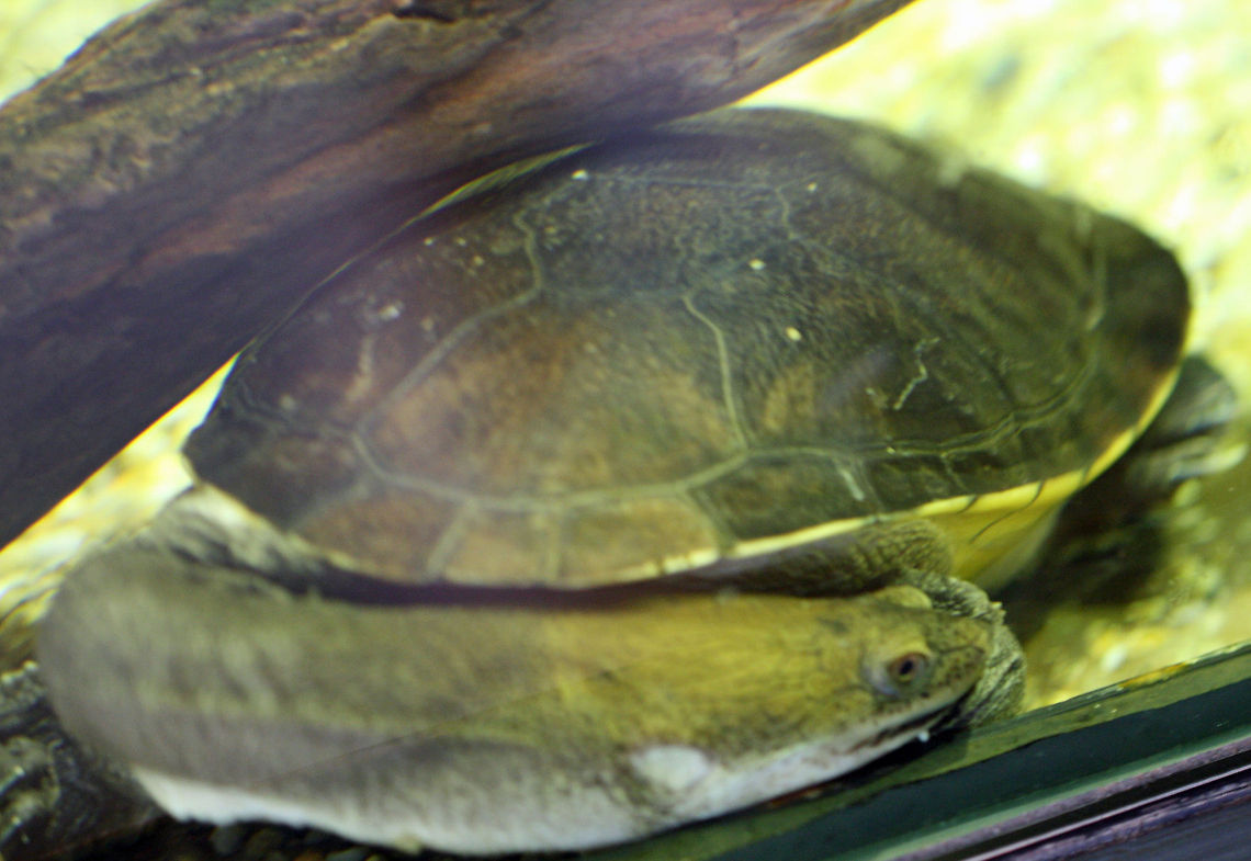 Northern Long-necked Turtle  Chelodina rugosa,Northern Australian Snakeneck Turtle