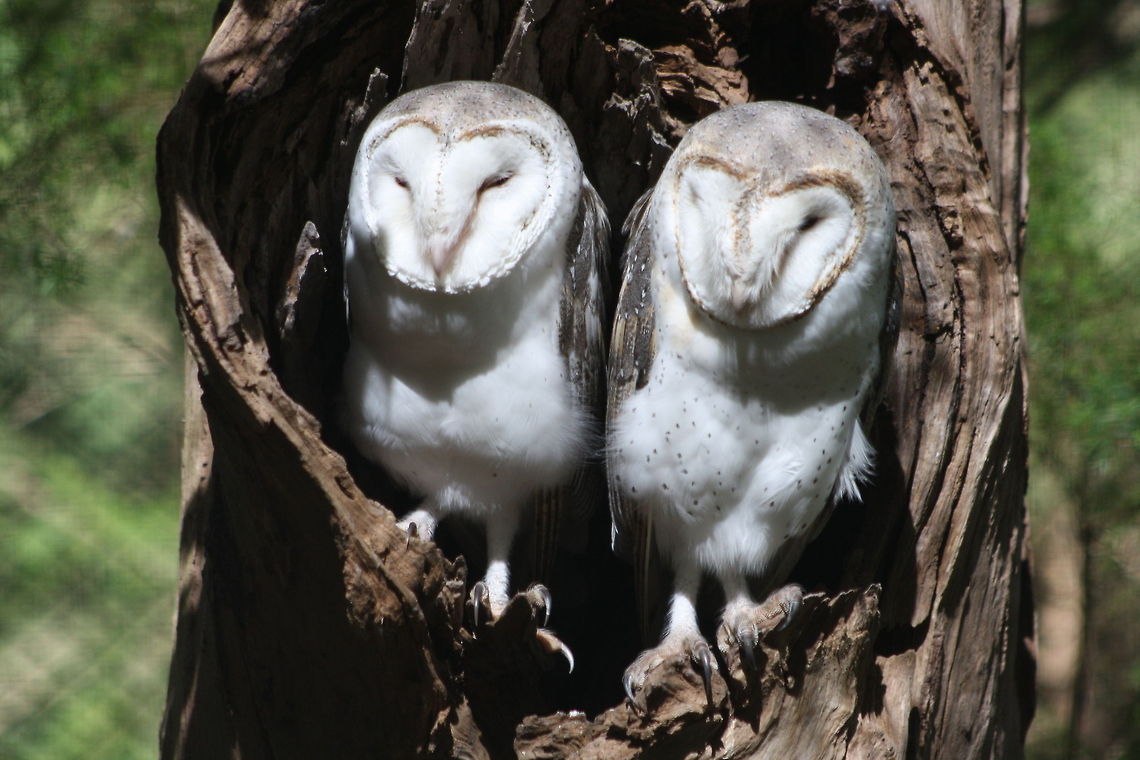 Pacific Barn Owl They live in open forests, woodlands, grasslands, caves, off shore rocky island, farmlands.  They are widespread in Australia and coastal islands Barn Owl,Tyto alba