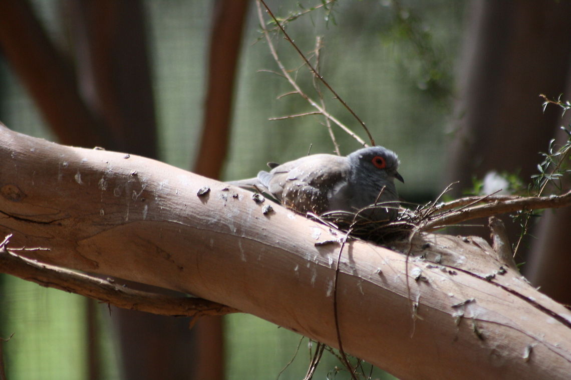 Diamond Dove  Diamond Dove,Geopelia cuneata
