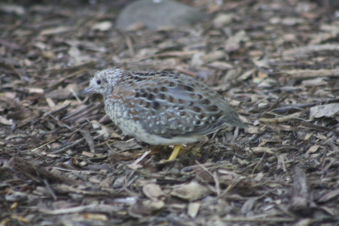 Painted Button Quail  Painted Buttonquail,Turnix varius