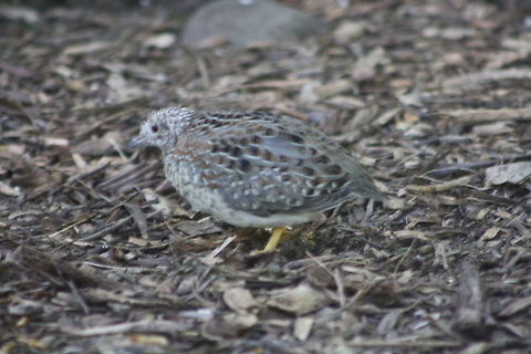 Painted Button Quail  Painted Buttonquail,Turnix varius