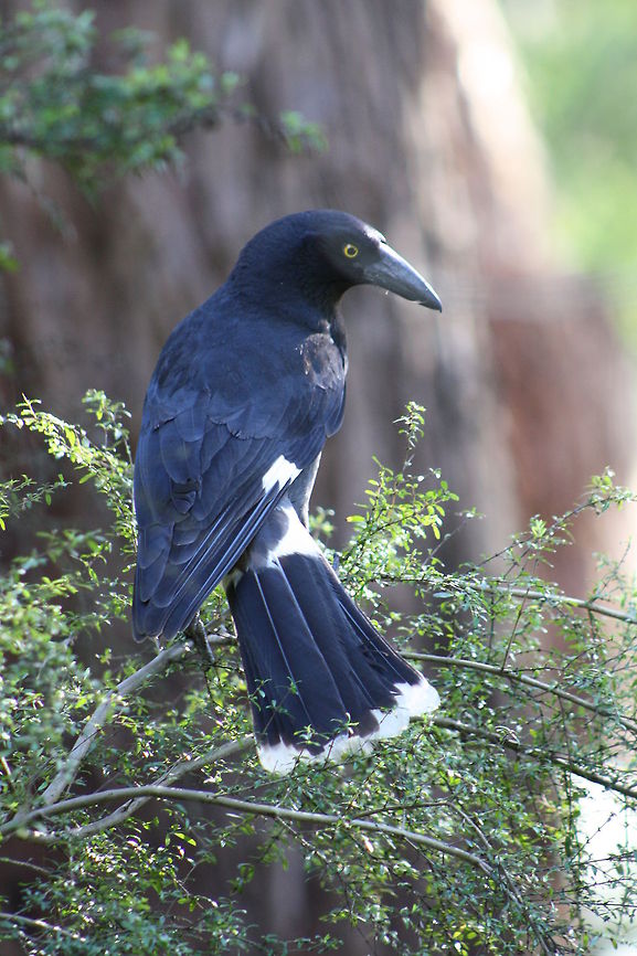 Pied Currawong  Pied Currawong,Strepera graculina