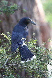Pied Currawong  Pied Currawong,Strepera graculina