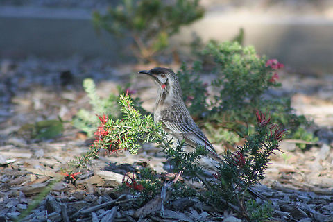 Red Wattlebird  Anthochaera carunculata,Red Wattlebird