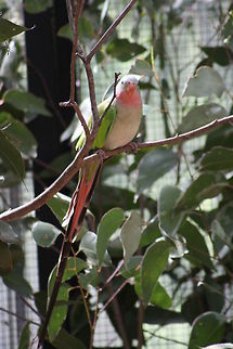 Princess Parrot  Polytelis alexandrae,Princess Parrot