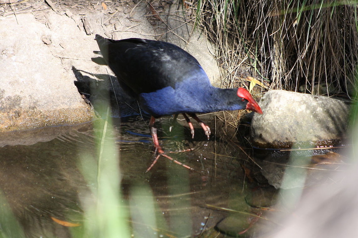 Purple Swamphen  Porphyrio porphyrio,Purple Swamphen