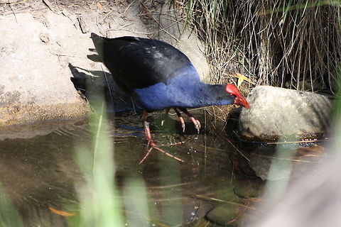 Purple Swamphen  Porphyrio porphyrio,Purple Swamphen
