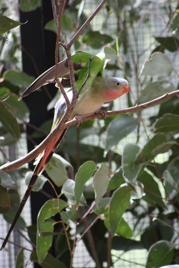 Princess Parrot  Polytelis alexandrae,Princess Parrot