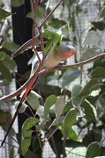 Princess Parrot  Polytelis alexandrae,Princess Parrot