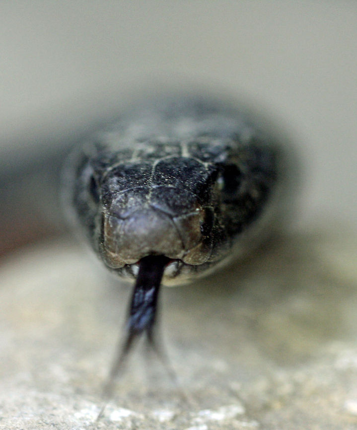Red-bellied Black Snake  Pseudechis porphyriacus,Red-bellied black snake