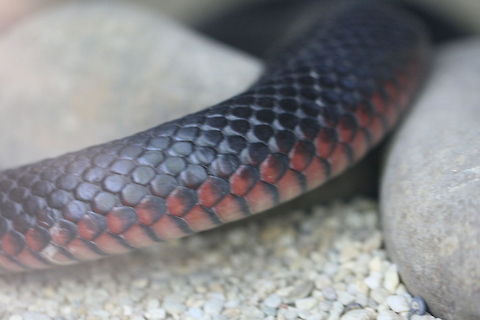 Red-bellied Black Snake  Pseudechis porphyriacus,Red-bellied black snake