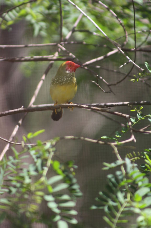Star Finch  Neochmia ruficauda,Star Finch