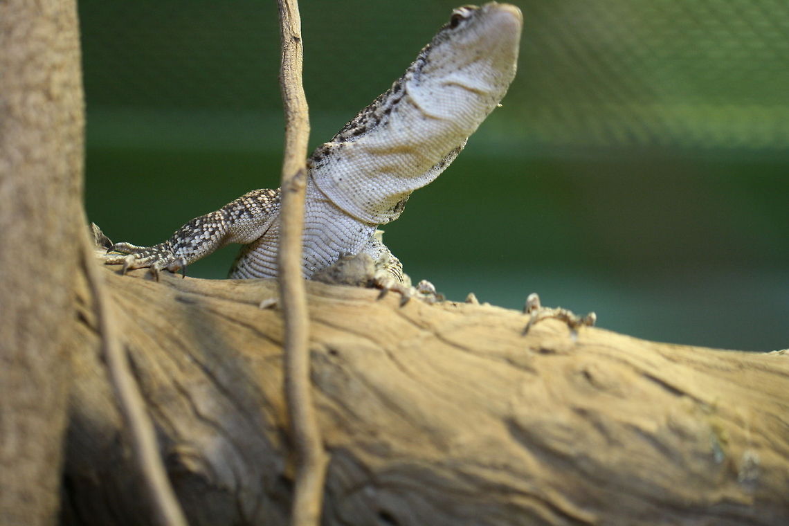 Spotted Tree Monitor  Timor monitor,Varanus timorensis