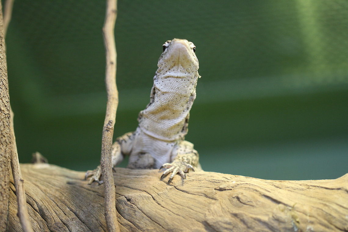 Spotted Tree Monitor  Timor monitor,Varanus timorensis