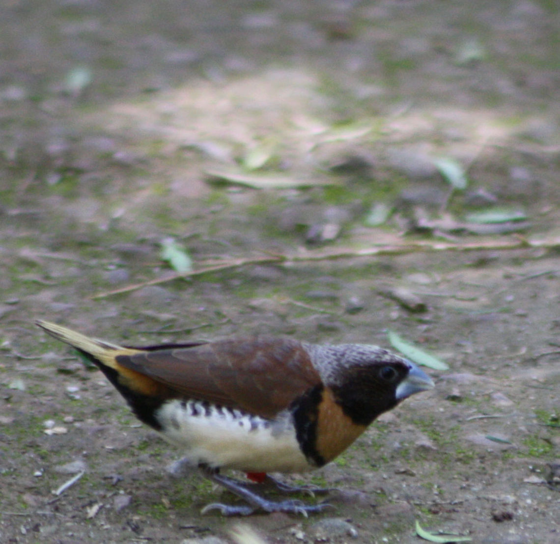 Chestnut-breasted Mannikin  Chestnut-breasted Mannikin,Lonchura castaneothorax