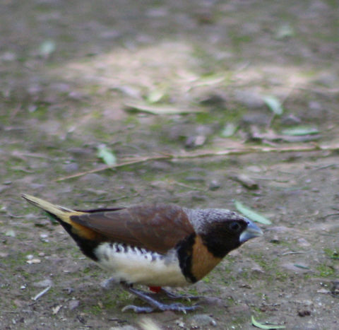 Chestnut-breasted Mannikin  Chestnut-breasted Mannikin,Lonchura castaneothorax