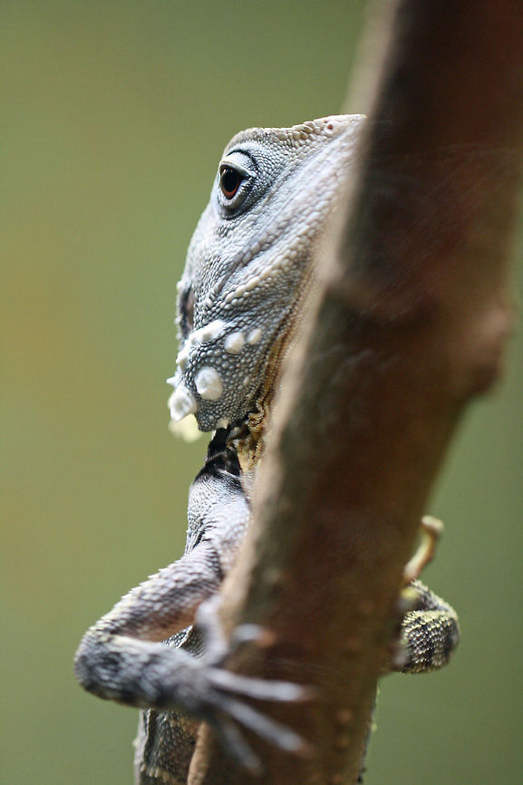 Boyd's Forest Dragon  Boyds Forest Dragon,Hypsilurus boydii