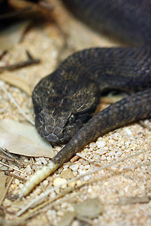 Death Adder  Acanthophis antarcticus,Common death adder