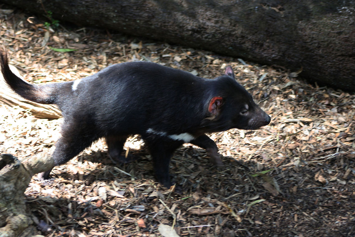 Tassie Devil  Sarcophilus harrisii,Tasmanian devil