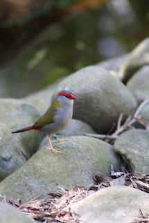Red-browed Finch  Neochmia temporalis,Red-browed Finch