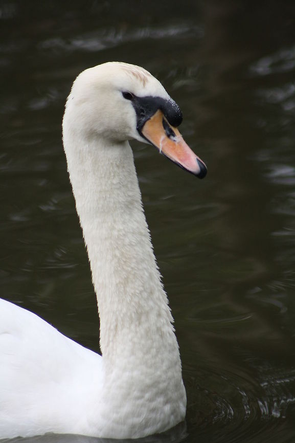 Mute Swan  Cygnus olor,Mute Swan