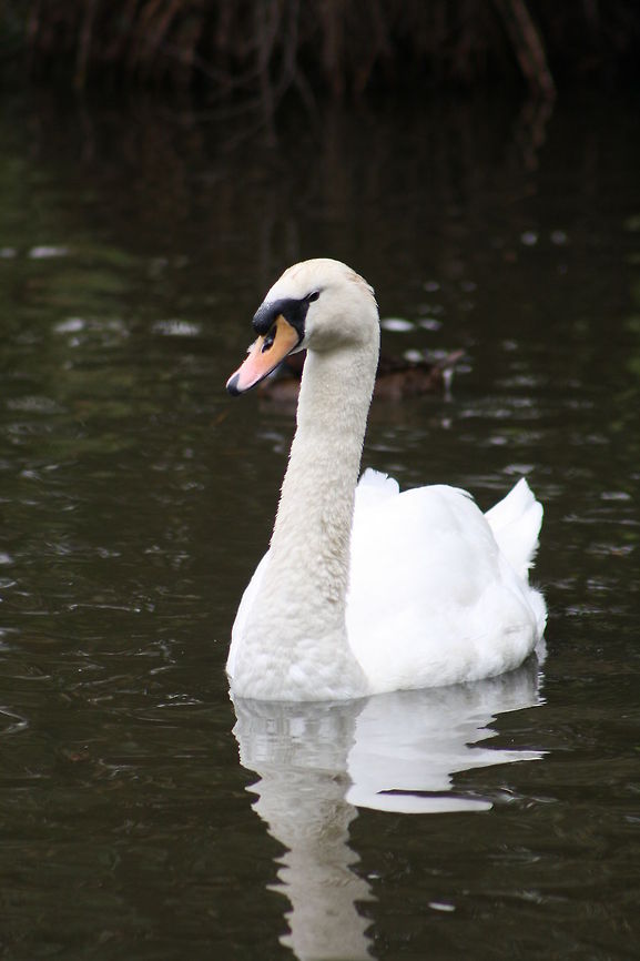 Mute Swan  Cygnus olor,Mute Swan