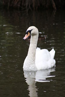 Mute Swan  Cygnus olor,Mute Swan