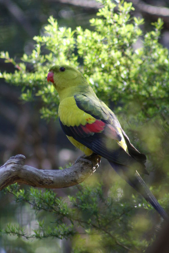 Regent Parrot Female)  Australia,Geotagged,Polytelis anthopeplus,Regent Parrot