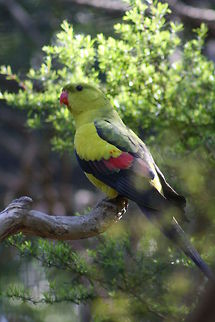 Regent Parrot Female)  Australia,Geotagged,Polytelis anthopeplus,Regent Parrot