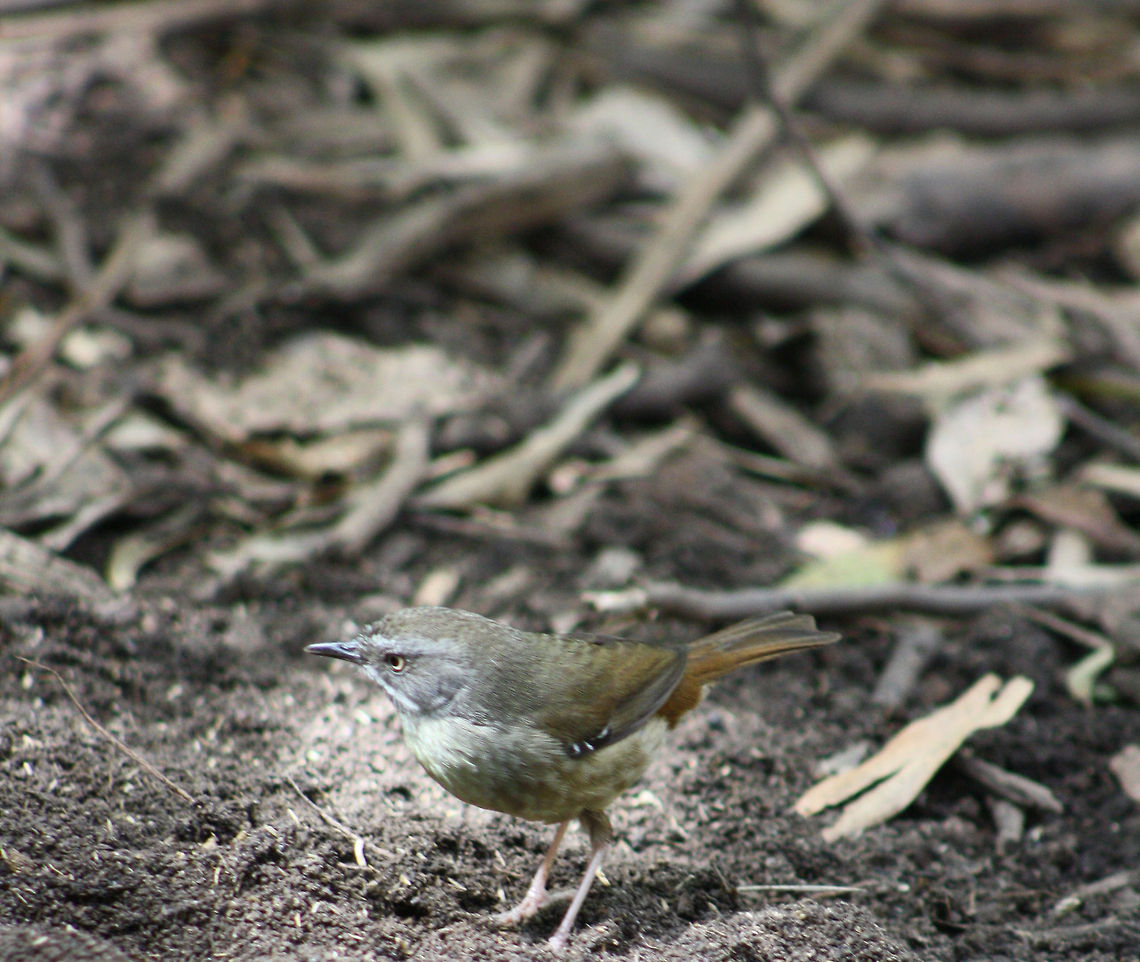 White-browed Scrubwren  Sericornis frontalis,White-browed Scrubwren