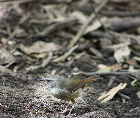 White-browed Scrubwren  Sericornis frontalis,White-browed Scrubwren