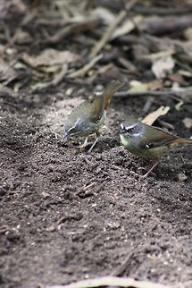 White-browed Scrubwren  Sericornis frontalis,White-browed Scrubwren