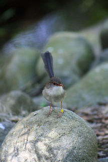 Superb Fairy Wren (Female)  Malurus cyaneus,Superb Fairywren