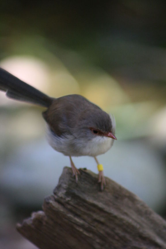 Superb Fairy Wren (Female)  Malurus cyaneus,Superb Fairywren