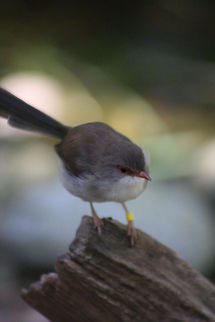 Superb Fairy Wren (Female)  Malurus cyaneus,Superb Fairywren