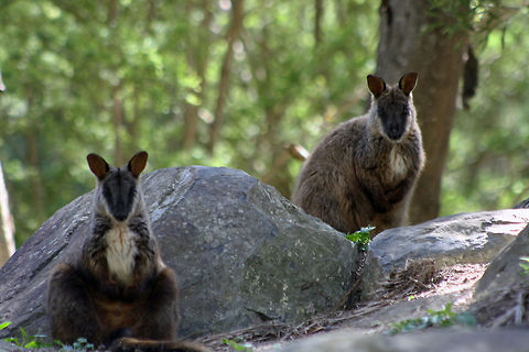 Victorian Brush-tailed Rock Wallaby  Australia,Brush-tailed rock-wallaby,Petrogale penicillata