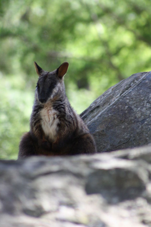 Victorian Brush-tailed Rock  Wallaby  Brush-tailed rock-wallaby,Petrogale penicillata
