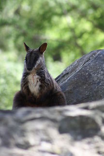 Victorian Brush-tailed Rock  Wallaby  Brush-tailed rock-wallaby,Petrogale penicillata