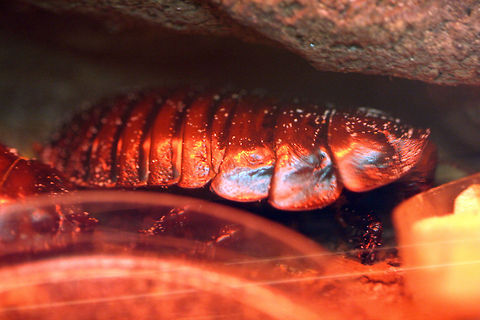 Giant Burrowing Cockroach  Giant burrowing cockroach,Macropanesthia rhinoceros