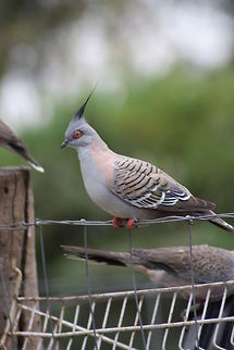 Crested_Pigeon  Crested Pigeon,Ocyphaps lophotes