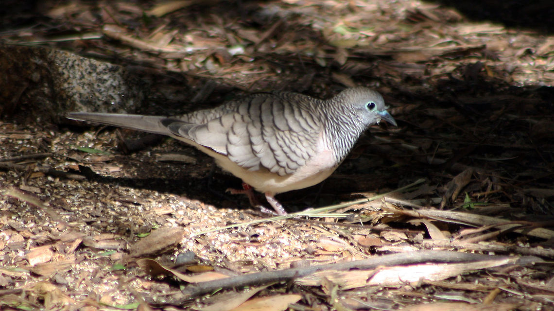Peaceful Dove  Geopelia placida,Peaceful Dove