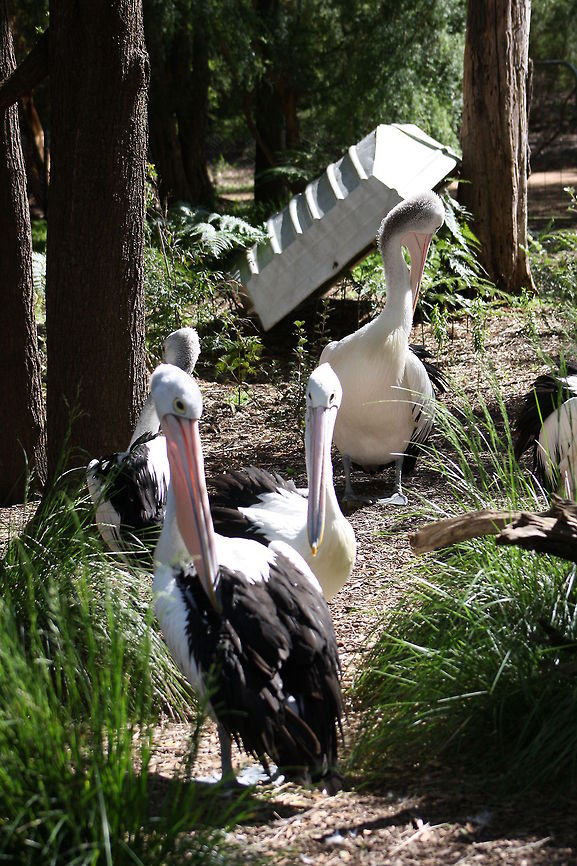 Australian Pelican  Australian Pelican,Pelecanus conspicillatus