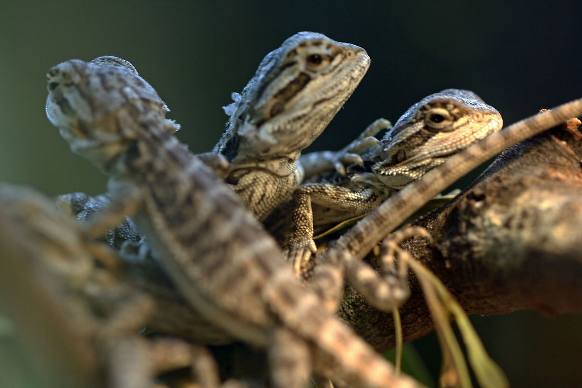 Young Gippsland Water Dragon these guys are only 1 1/2inches long. Physignathus lesueurii,Water dragon