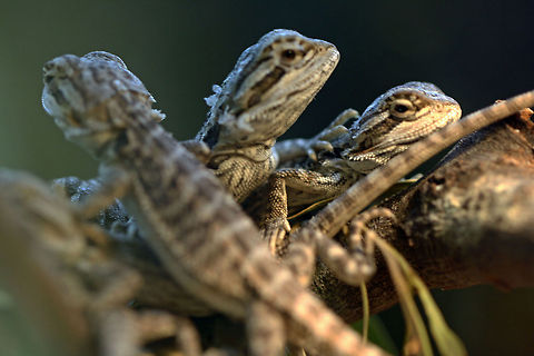 Young Gippsland Water Dragon these guys are only 1 1/2inches long. Physignathus lesueurii,Water dragon