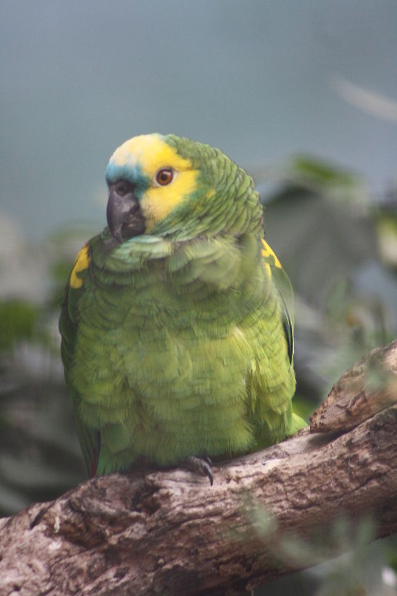 Blue Fronted Parrot (Amazona_aestiva)  Amazona aestiva,Blue-fronted Amazon