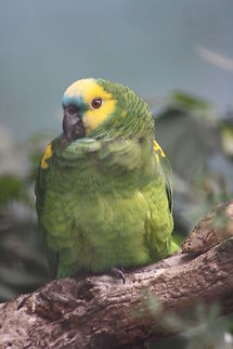 Blue Fronted Parrot (Amazona_aestiva)  Amazona aestiva,Blue-fronted Amazon