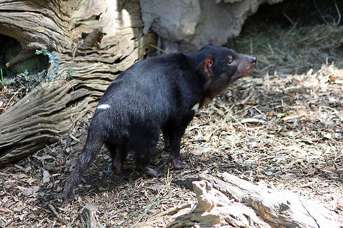 Tassie Devil  Sarcophilus harrisii,Tasmanian devil
